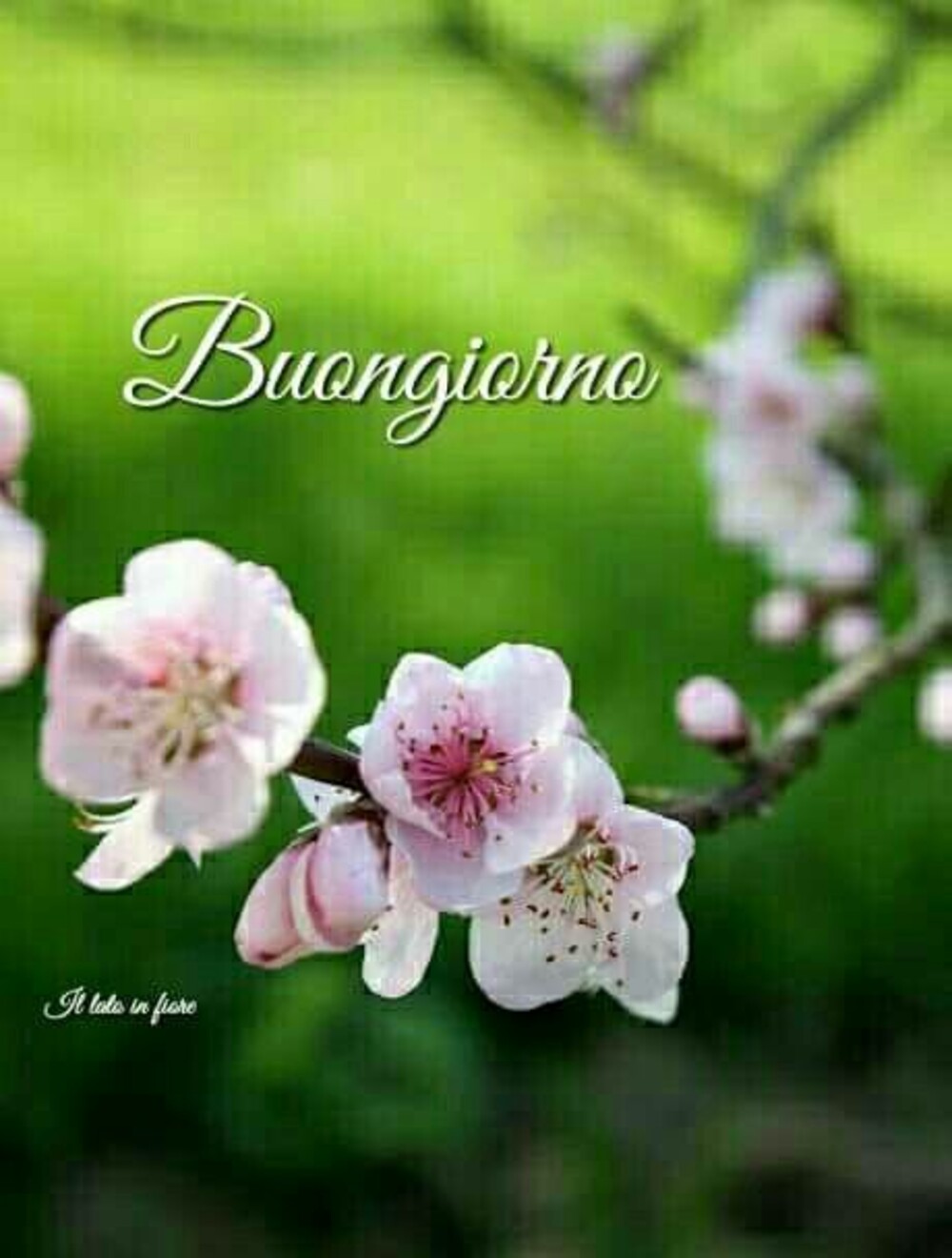 Buongiorno