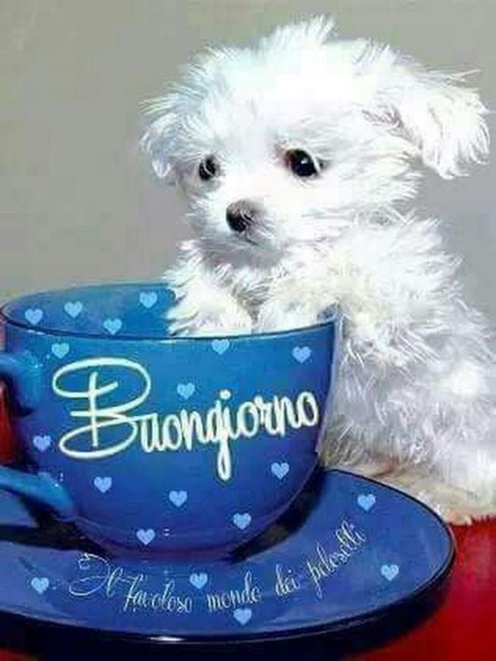 Buongiorno