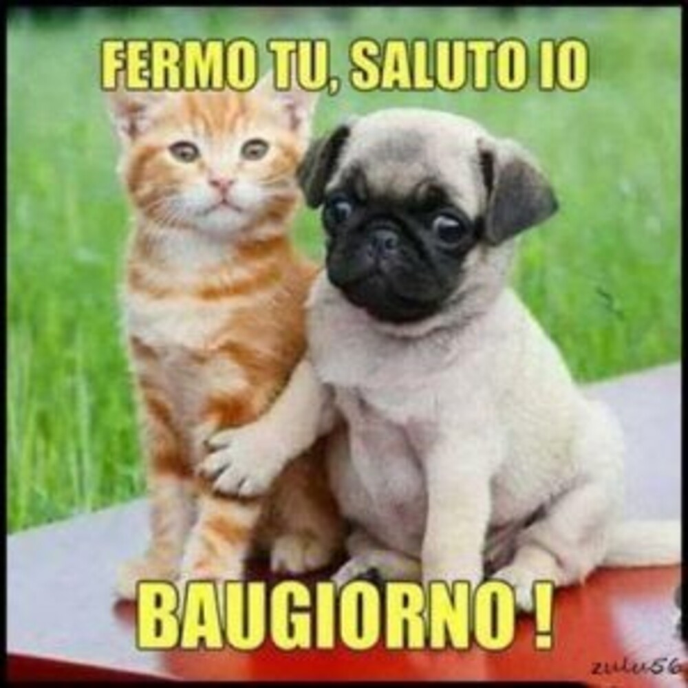 Fermo tu, saluto io! Baugiorno!