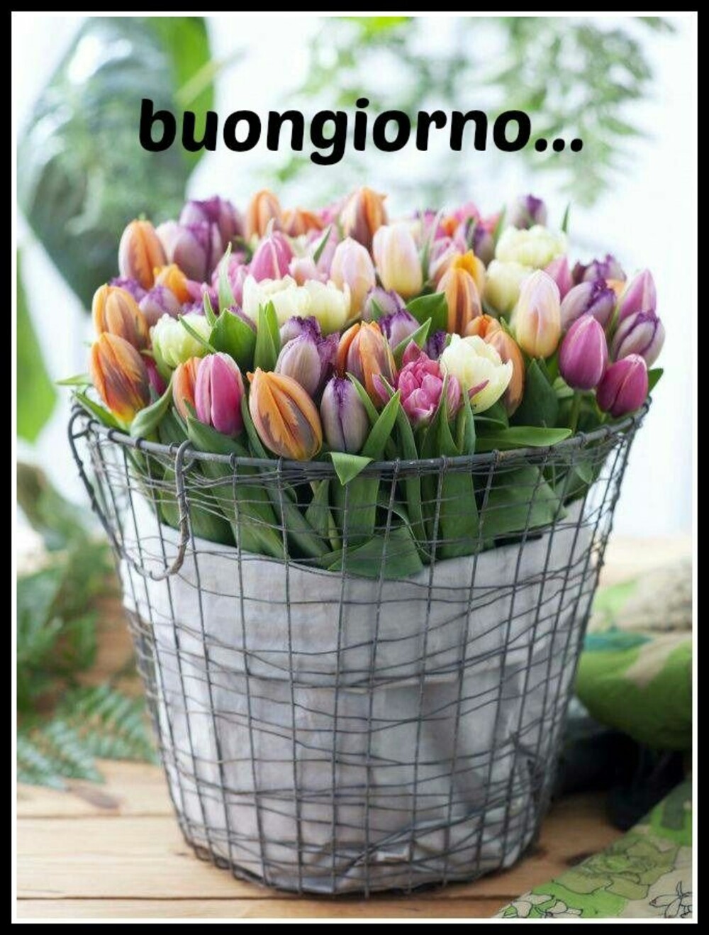 Buongiorno..