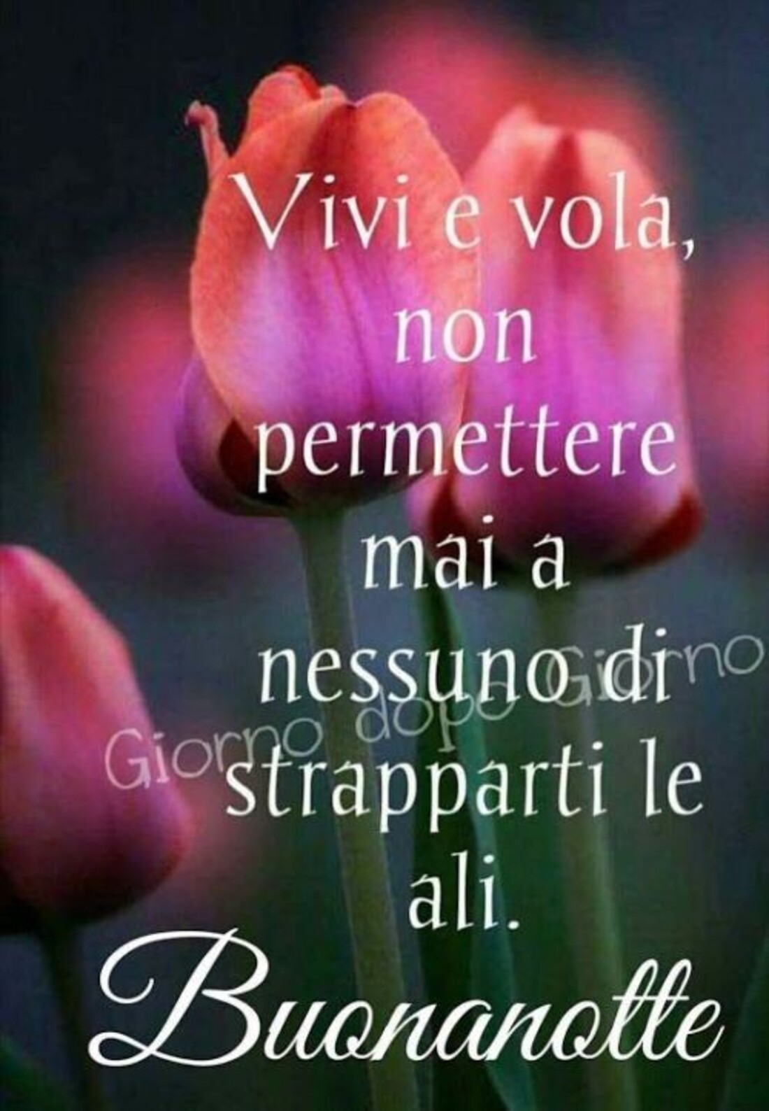 Vivi e vola non permettere mai a nessuno di strapparti le ali! Buonanotte