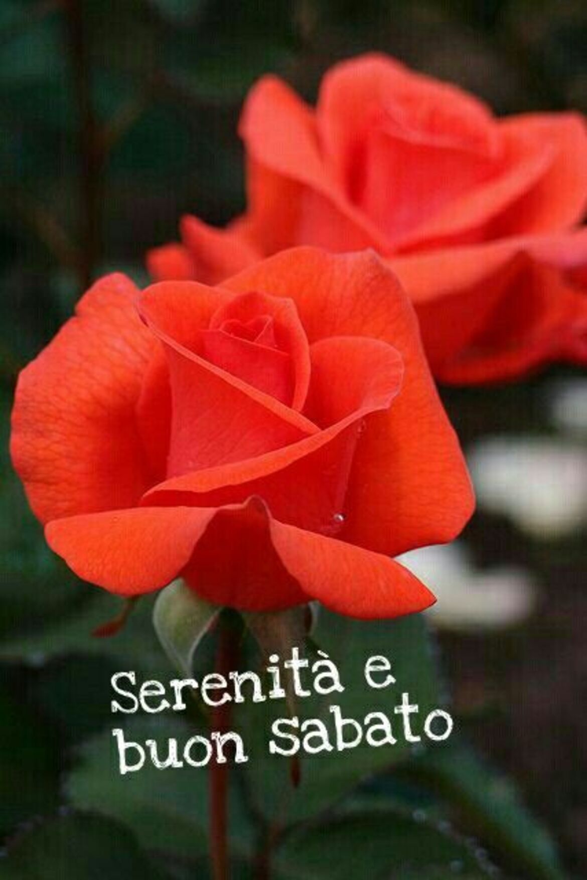 Serenità e Buon Sabato