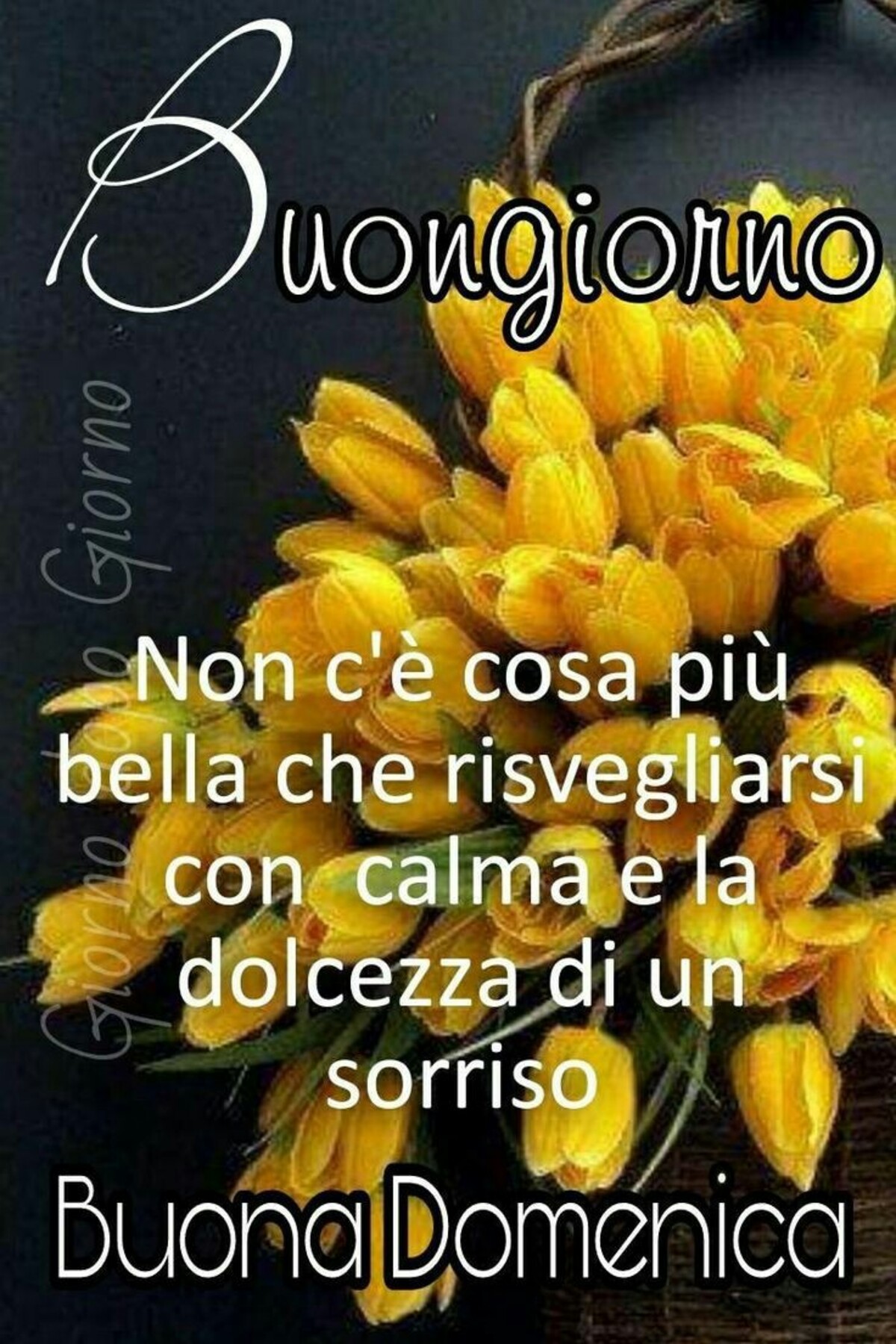 Buongiorno non c'è una cosa più bella che risvegliarsi con calma e la dolcezza di un sorriso Buona Domenica