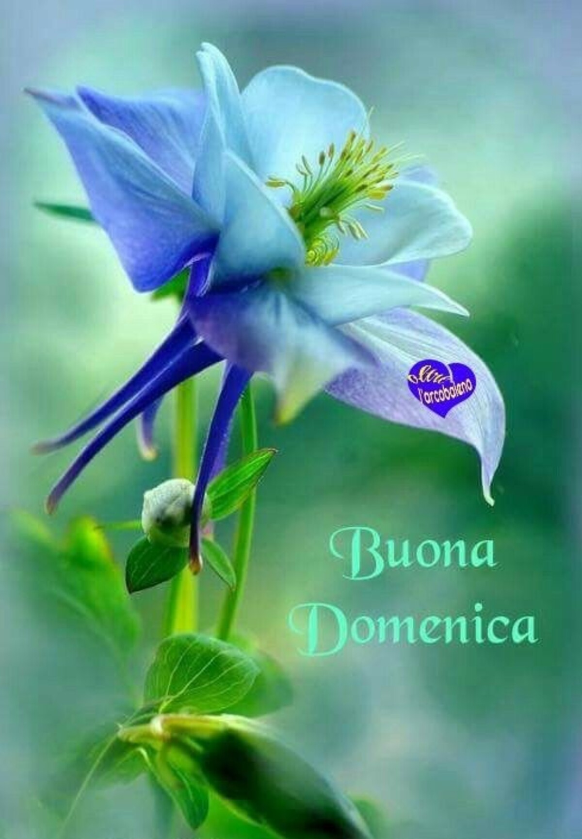 Buona Domenica