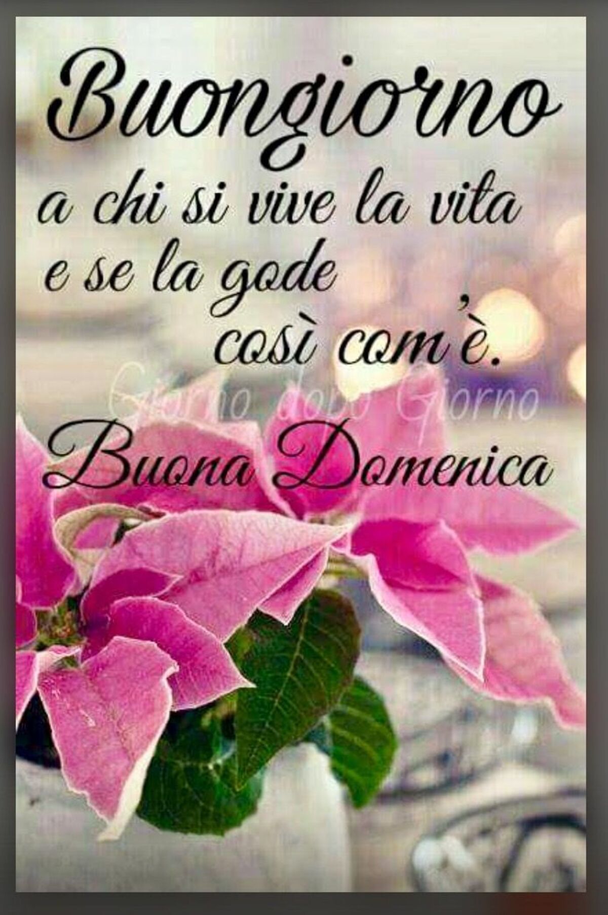 Buongiorno a chi si vive la vita e se la gode così com'è. Buona Domenica