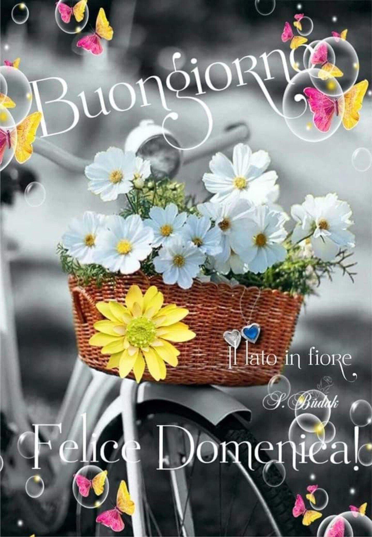 Buongiorno Felice Domenica