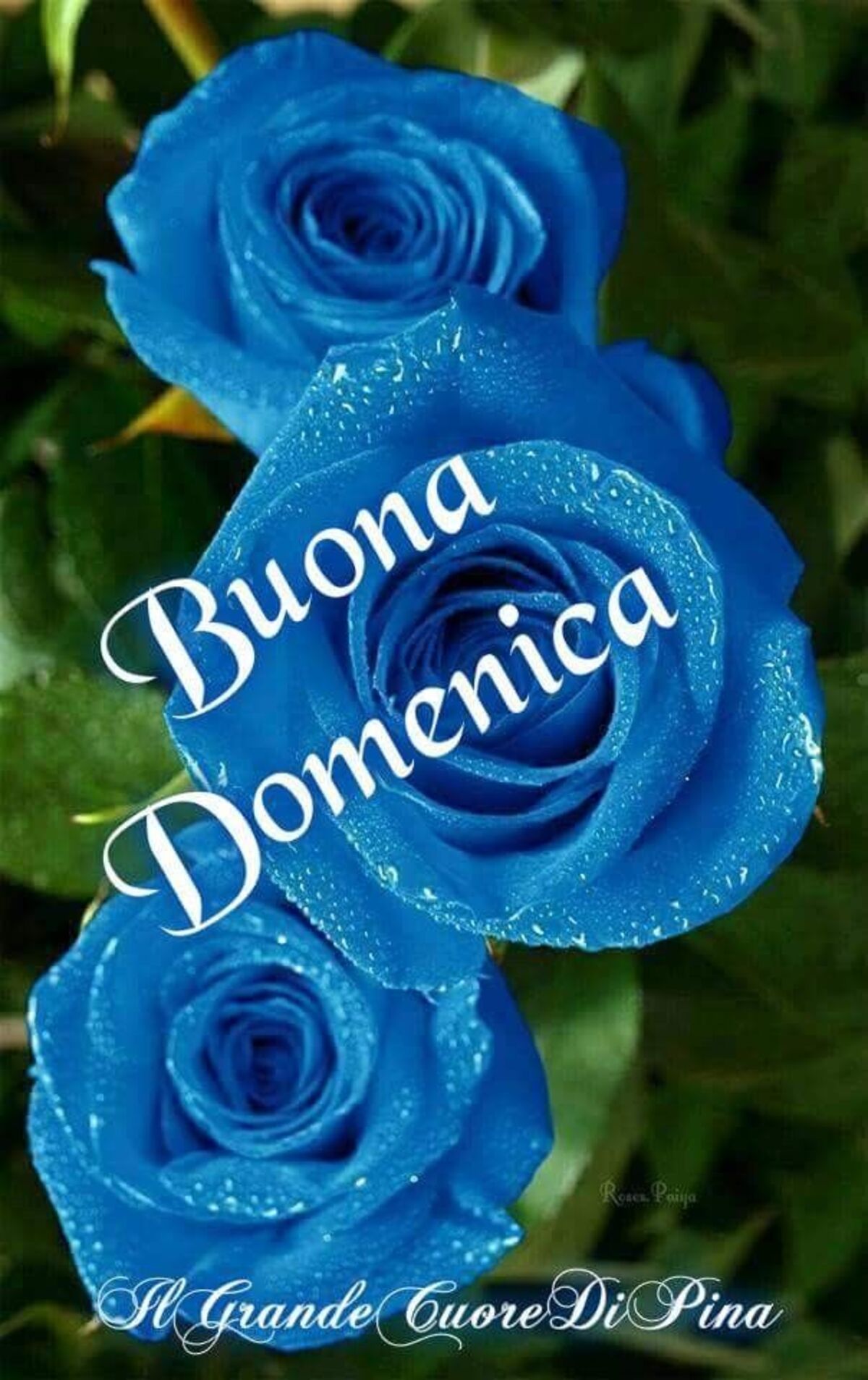 Buona Domenica