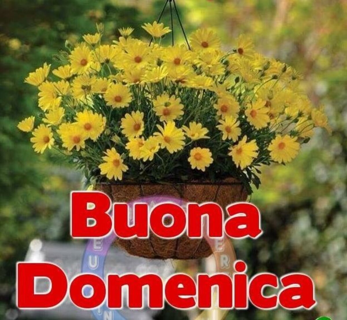 Buona Domenica