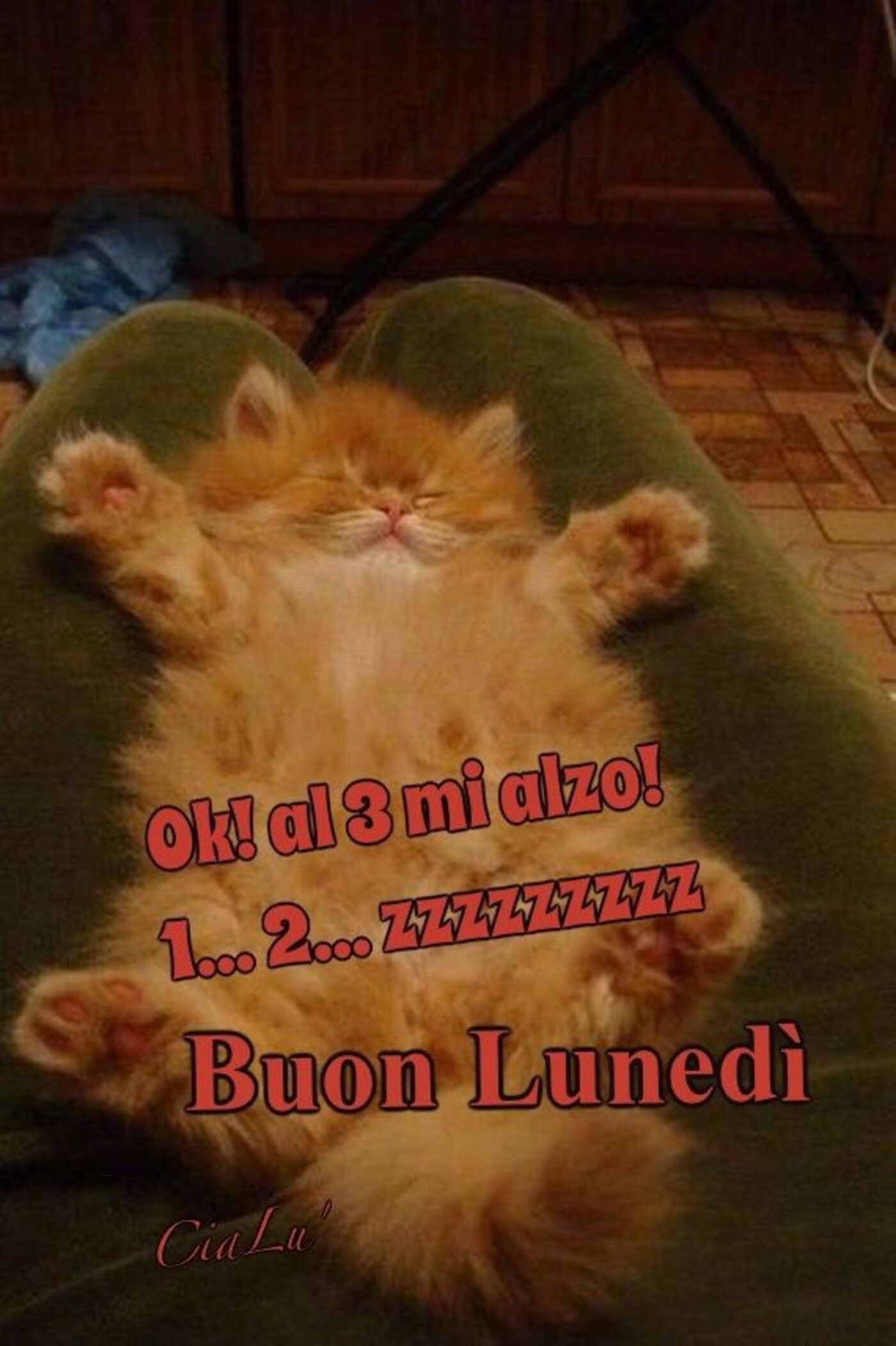 Ok! Al mio 3 mi alzo! 1..2..zzz Buon Lunedì