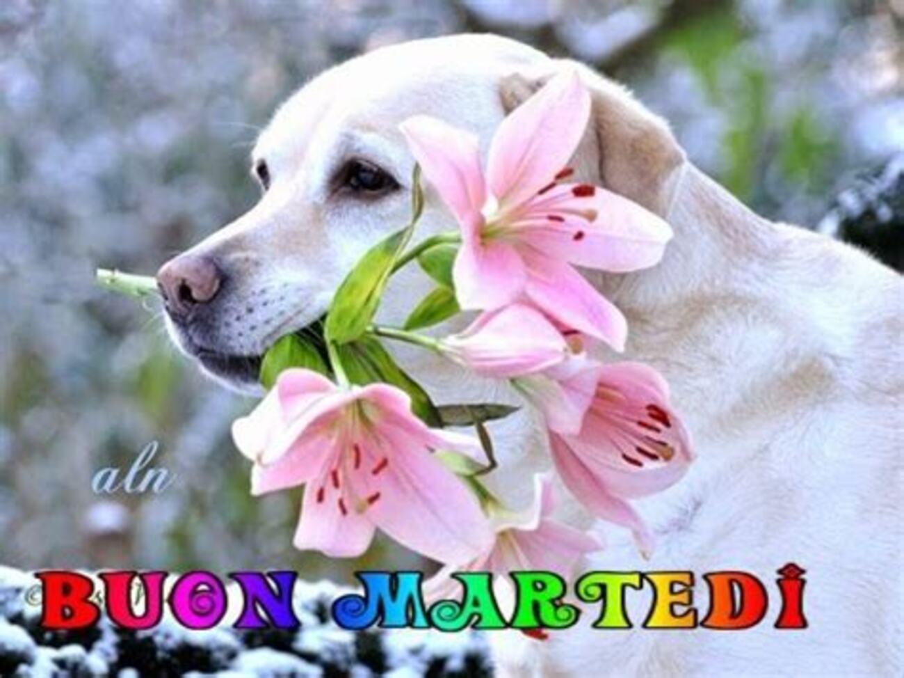 Весеннего доброго дня с животными. Щенок с цветами. Собака с цветком. Собачка с цветочком.