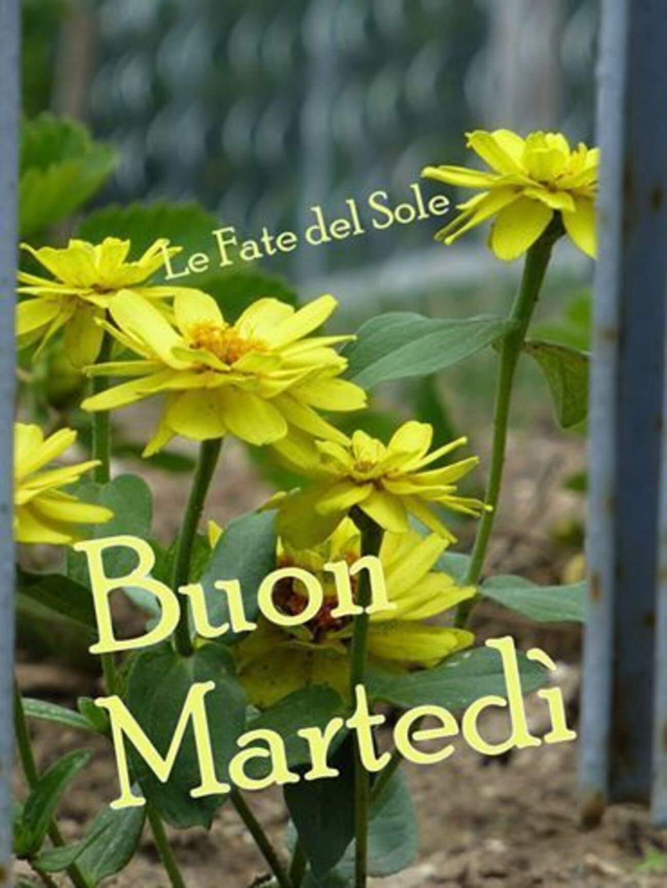 Buon Martedì