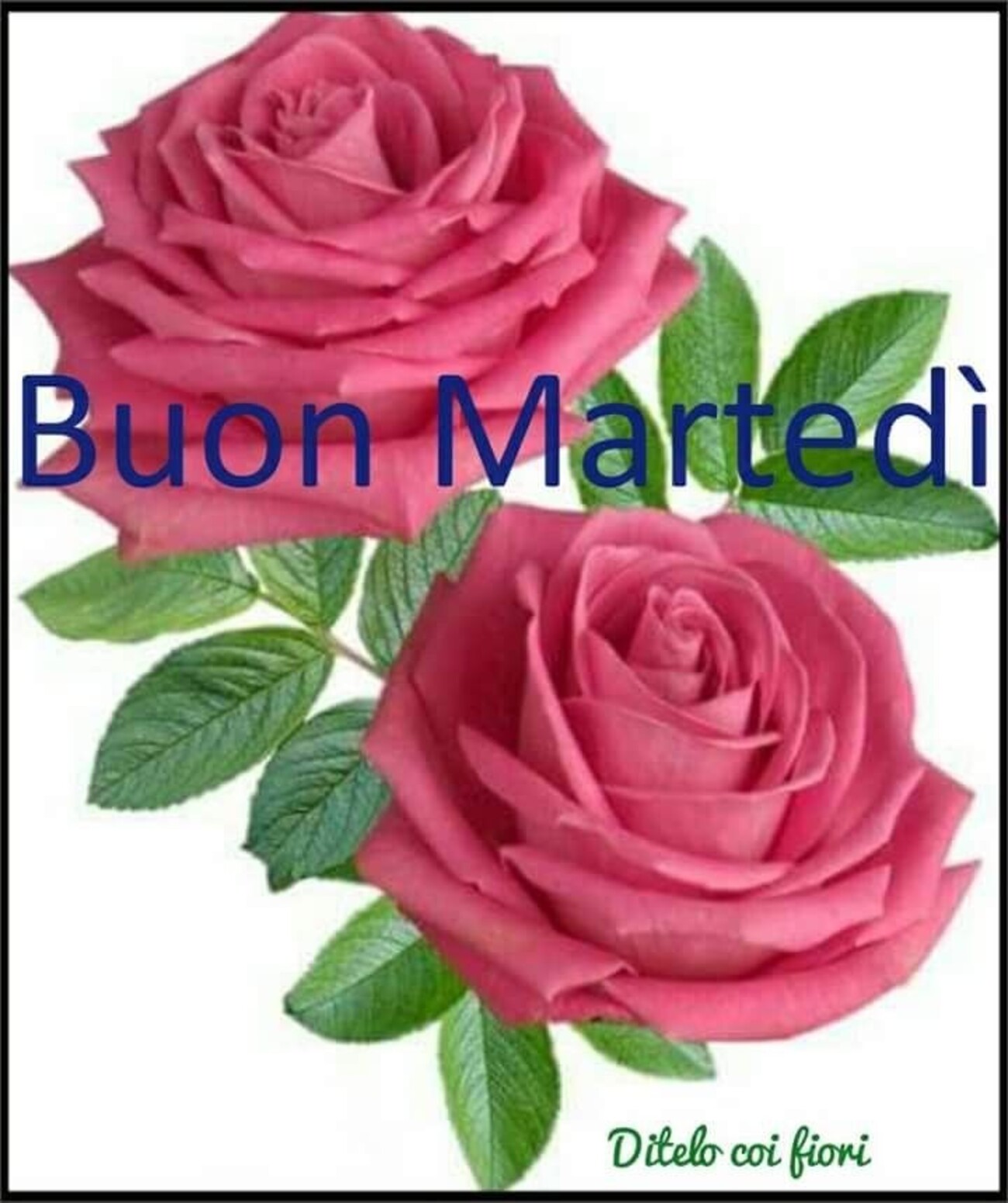 Buon Martedì