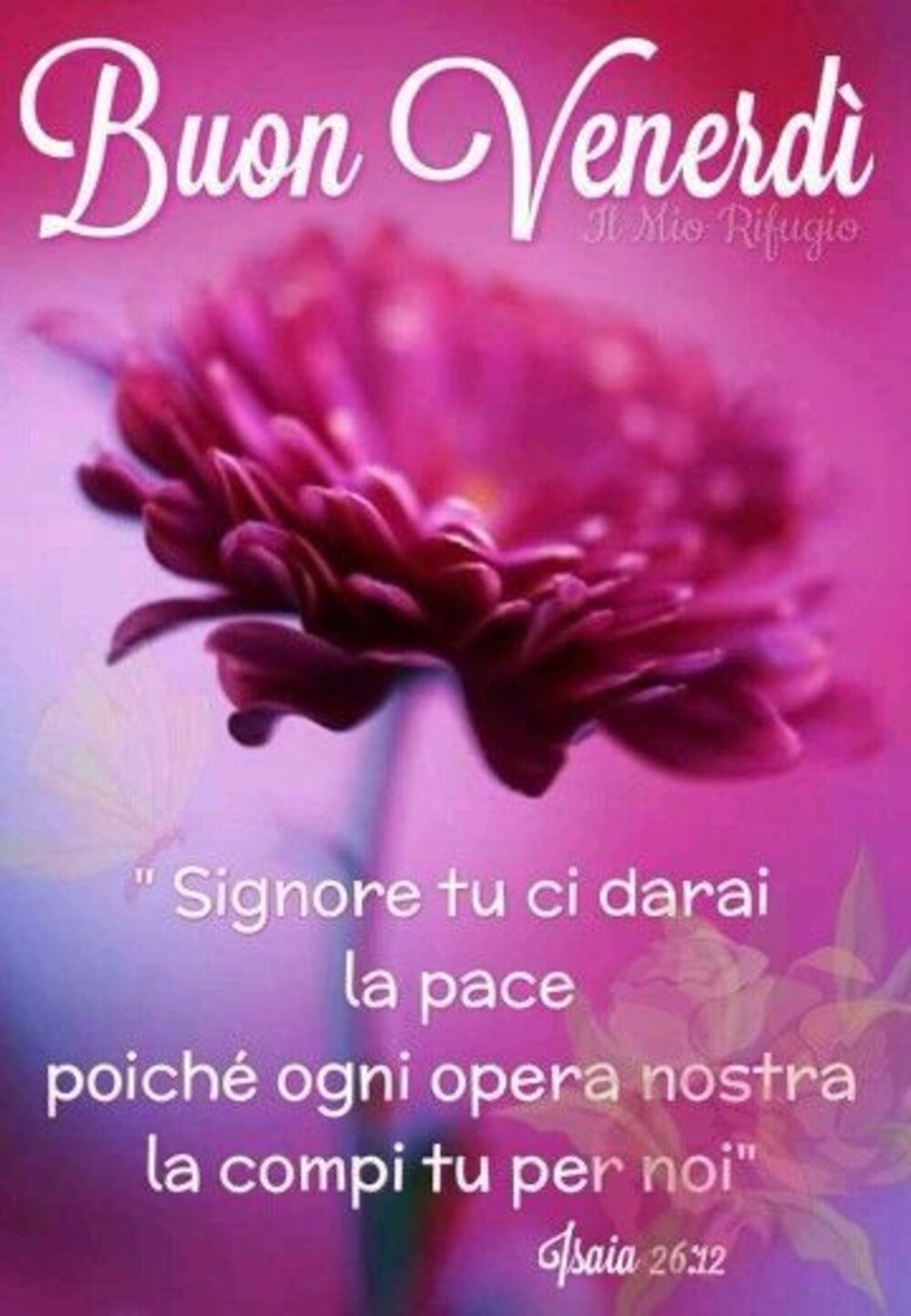 Buon Venerdì "Signore tu ci darai la pace poichè ogni opera nostra la compi tu per noi"