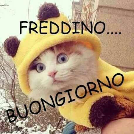 FREDDINO... BUONGIORNO... - immagini divertenti