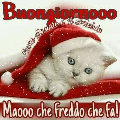 "Buongiornooo Maooo che freddo che fa!"