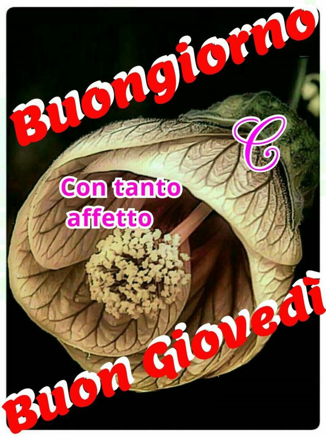 Buongiorno con tanto affetto Buon Giovedì