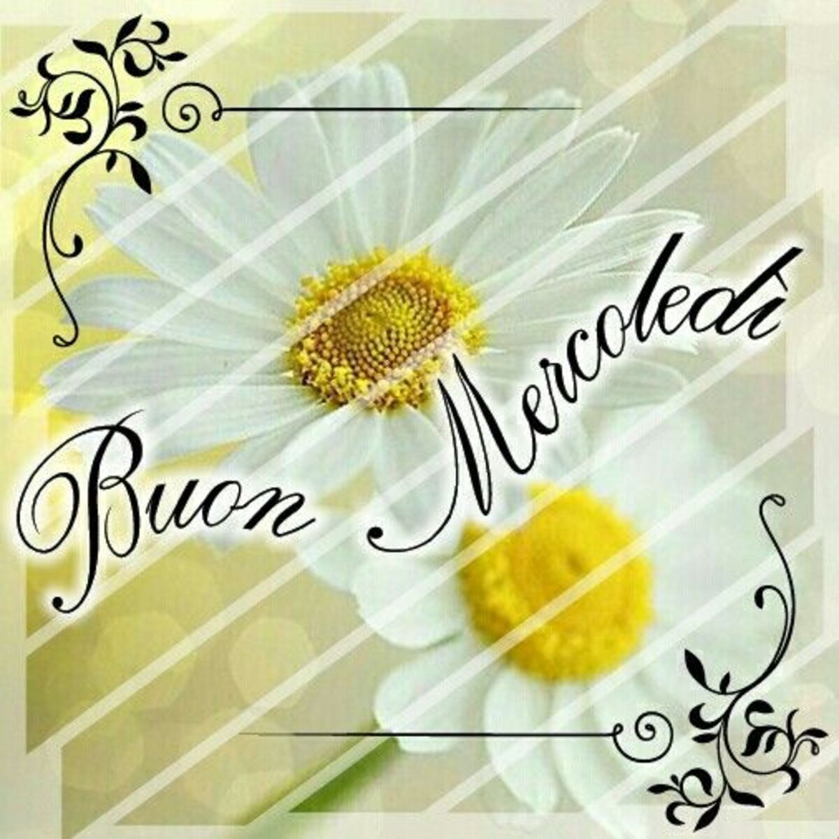 Buon Mercoledì