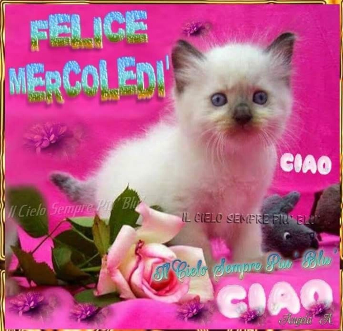 Felice Mercoledì ciao ciao