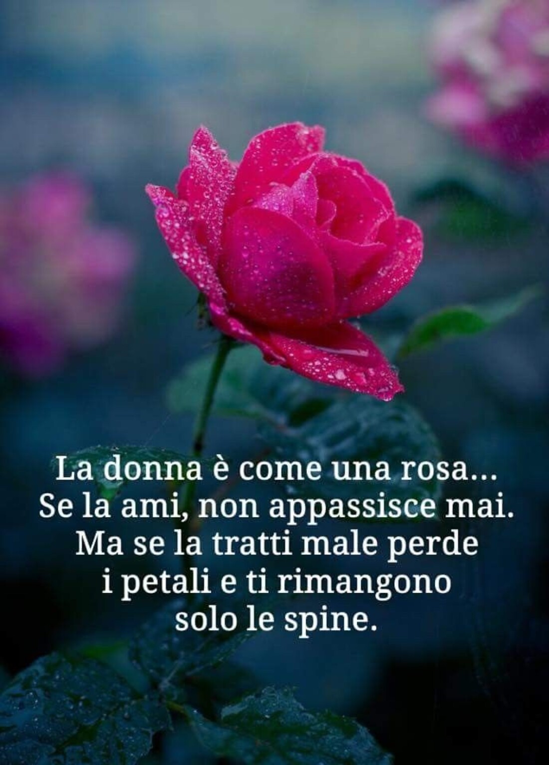 La Donna è come una rosa... Se la ami, non appassirà mai. Ma se la tratti male, perde i petali e ti rimangono solo le spine.