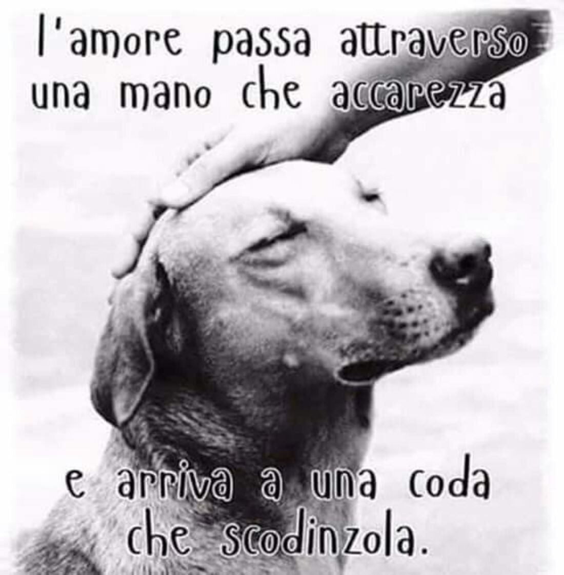 "L'amore passa attraverso una mano che accarezza e arriva ad una coda che scodinzola." - Frasi belle sui cani