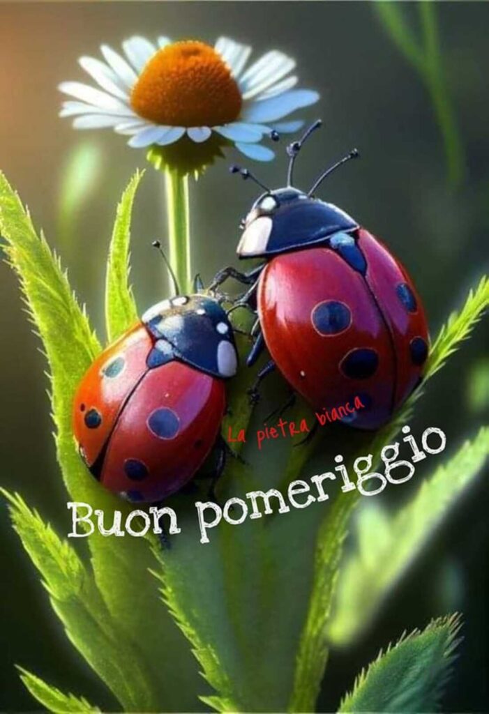 buon pomeriggio coccinelle